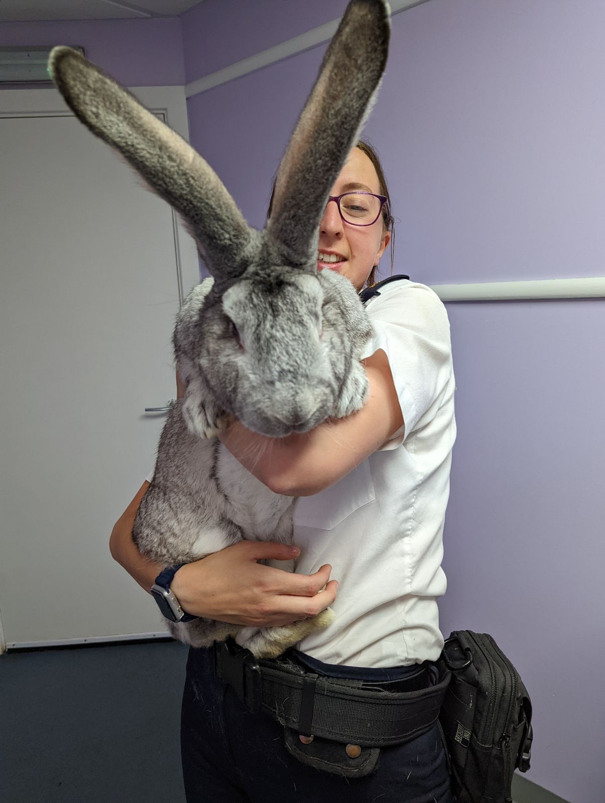 Flemish Giant Rabbit