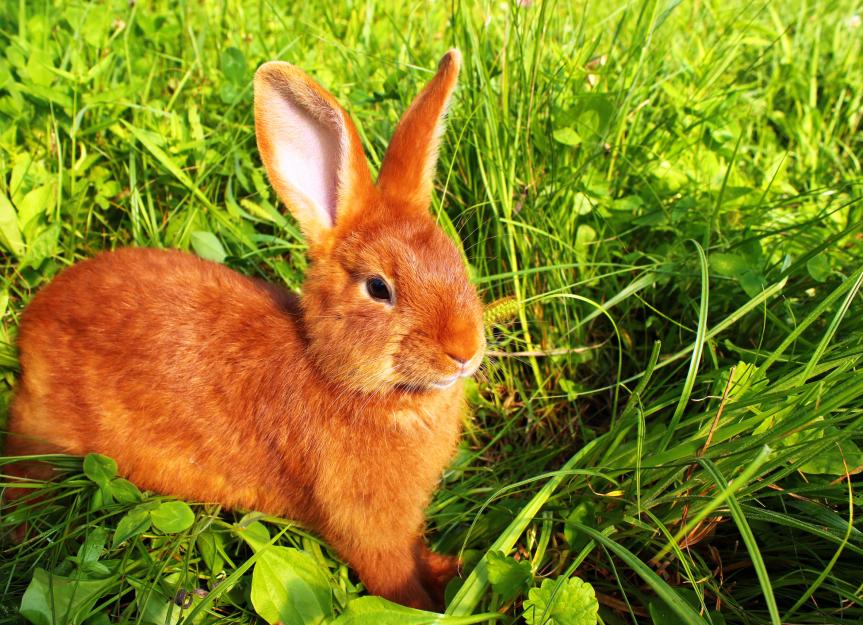 Top 5 Effective Ways to Care for New Zealand Rabbits in 2025