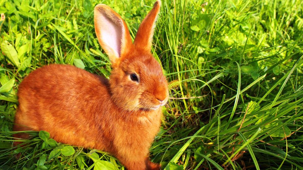 Socializing with New Zealand Rabbit