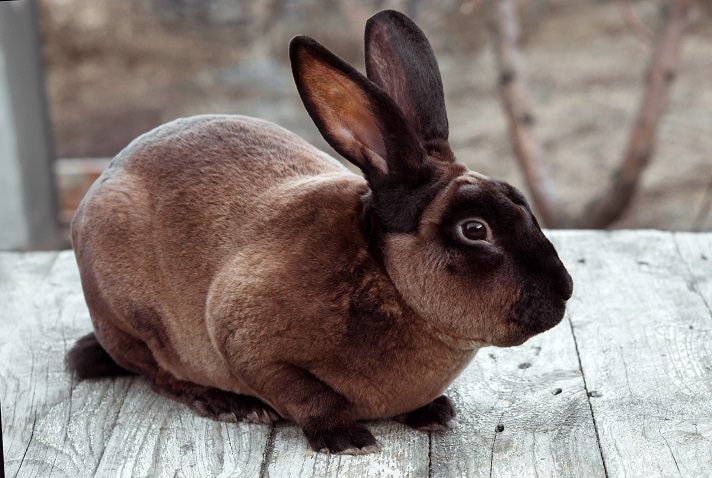 Smart Ways to Care for Mini Rex Rabbit in 2025: Essential Tips and Best Practices