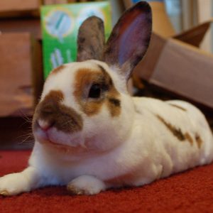 Mini Rex Rabbit in a cozy habitat