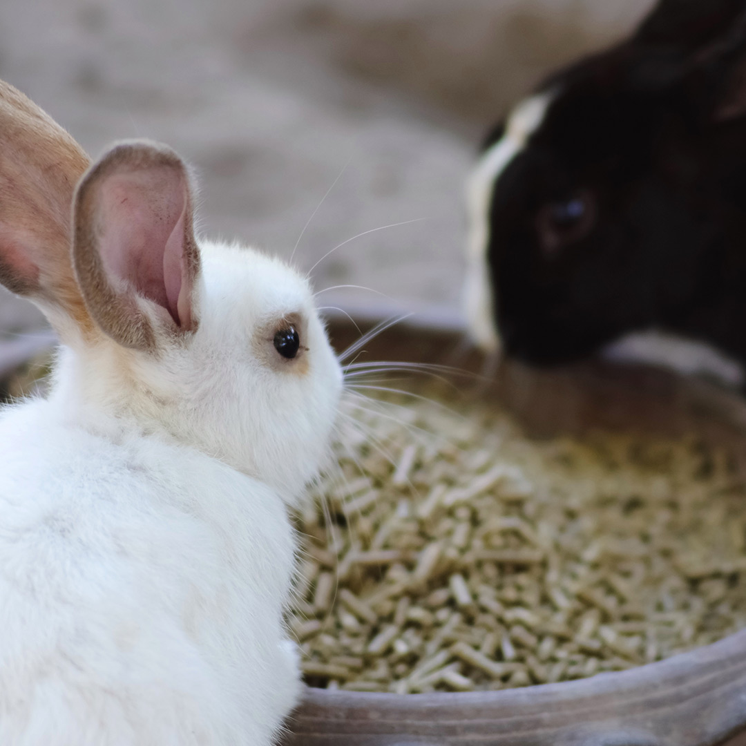 Effective Ways to Distinguish Rabbit and Bunny Traits in 2025