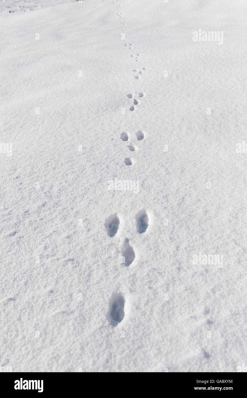 Smart Guide to Recognizing Rabbit Tracks in Snow: Discover the Latest Tips for 2025