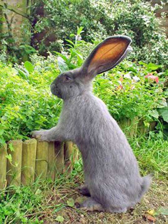 Essential Guide to Flemish Giant Rabbit Lifespan: Understand Their Needs in 2025