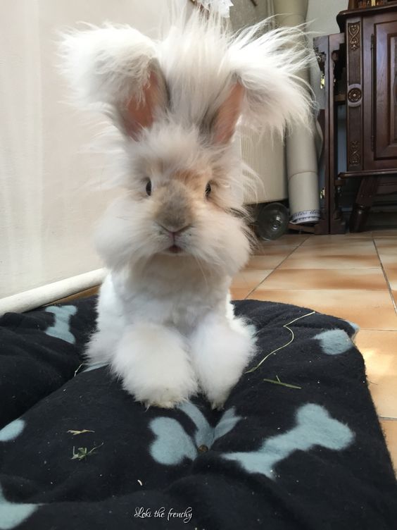 Effective Ways to Care for Your English Angora Rabbit in 2025: Discover Essential Tips