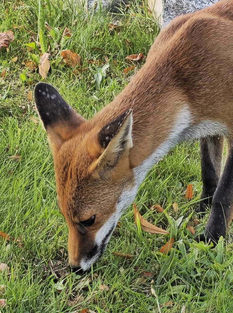 Effective Ways to Explore English Spot Rabbit Care in 2025