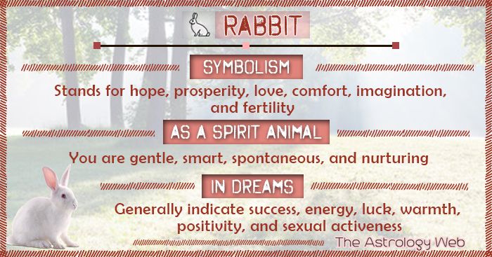 Best 7 Rabbit Spiritual Meaning Signs to Discover in 2025