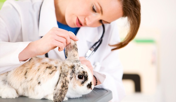 Top 5 Rabbit Vet Options in 2025 for Better Care and Reliable Service