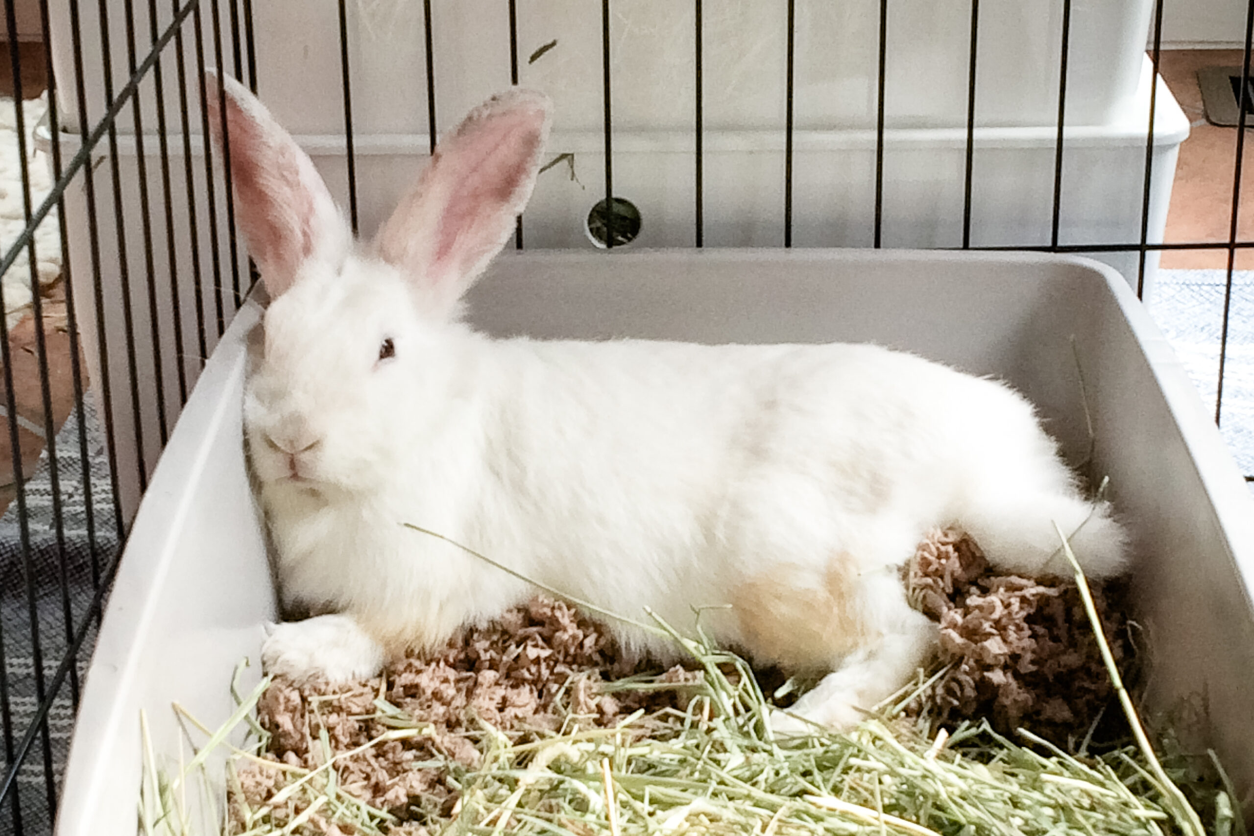 Rabbit litter box