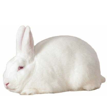 Top 5 Effective Methods for Understanding the Florida White Rabbit in 2025