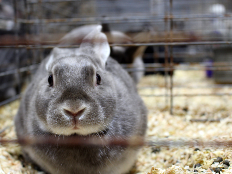 Adorable Mini Satin Rabbit