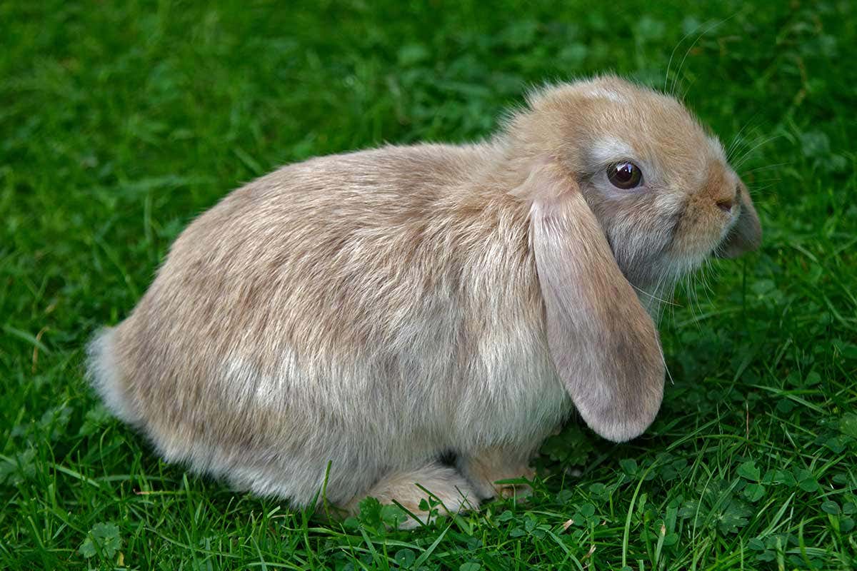 Effective Ways to Care for a Lop Eared Rabbit in 2025: Practical Tips to Ensure Health and Happiness