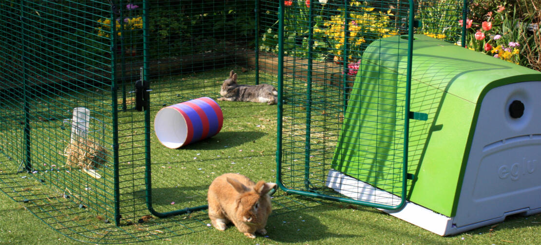 Smart Ways to Build an Effective Outdoor Rabbit Enclosure in 2025