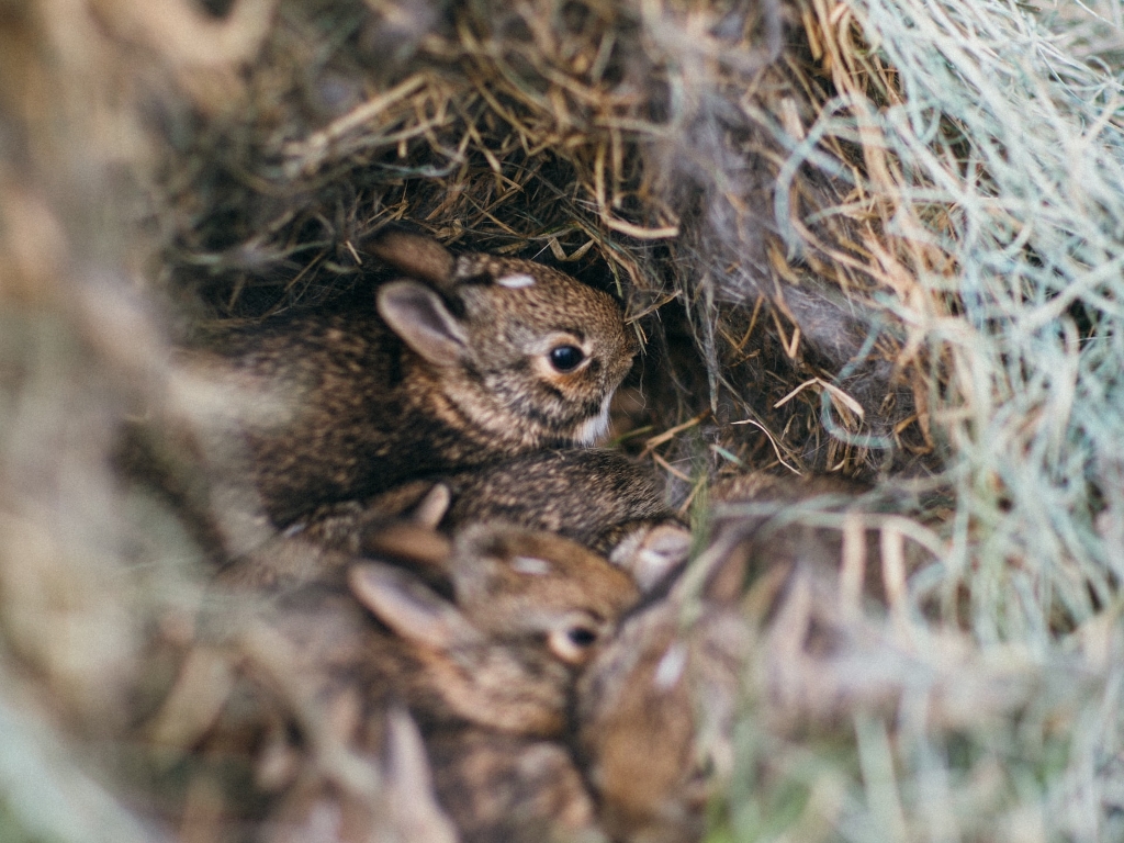 Effective Ways to Care for Baby Cottontail Rabbits in 2025: Essential Tips for Animal Lovers