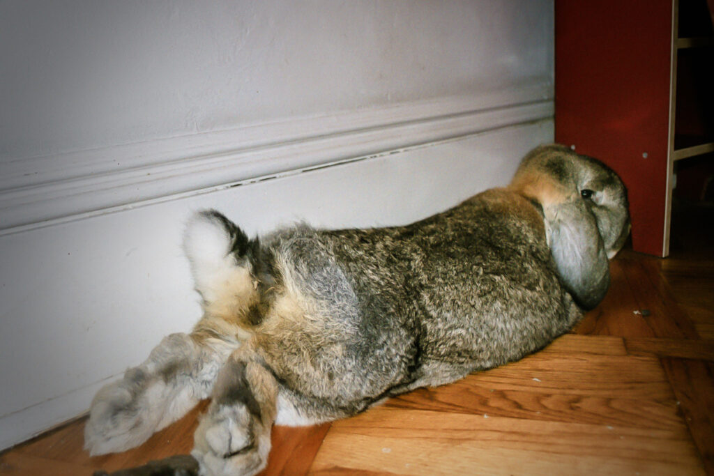 French Lop Rabbit Image 2