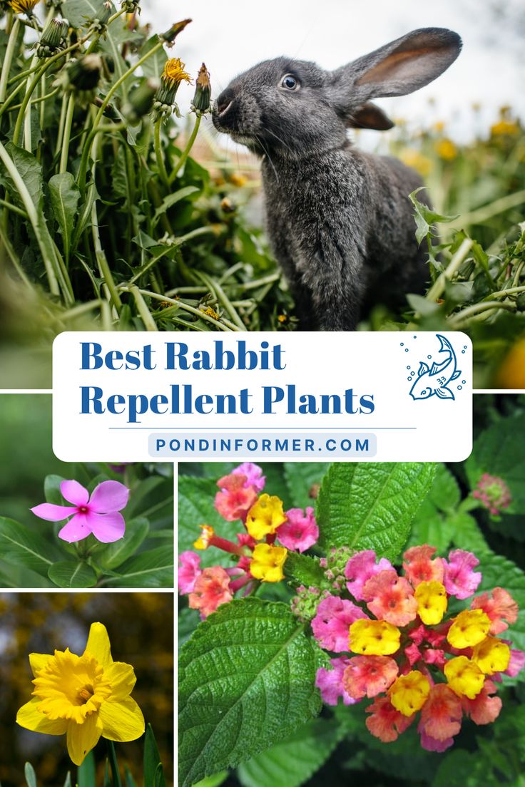 Best 7 Rabbit Repellent Options to Keep Your Garden Safe in 2025