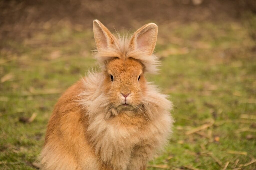 Essential Guide to Lionhead Rabbit Lifespan: Discover Care Tips for 2025