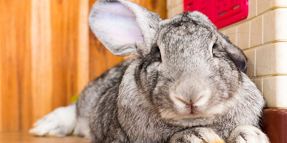 Best 5 Giant Rabbit Breeds to Consider in 2025: Discover Their Unique Traits