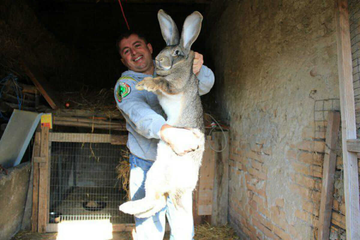 Giant Rabbit Breeds