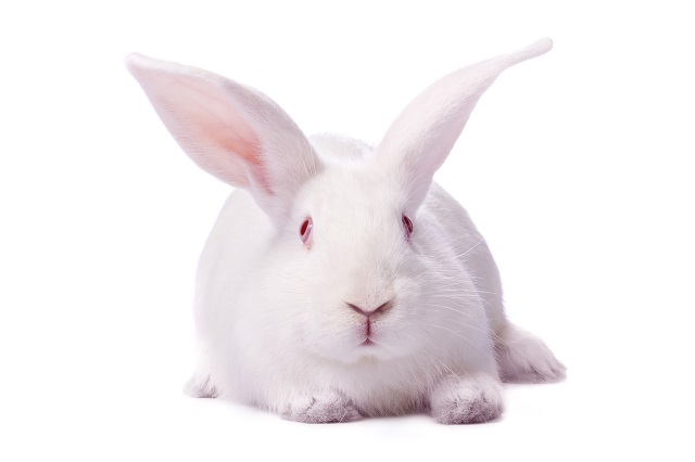 Cultural Significance of White Rabbit