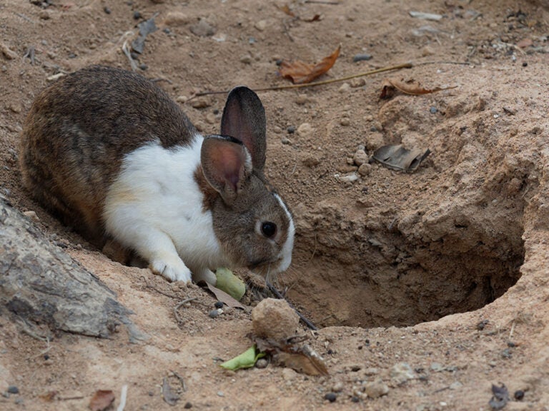 Effective Ways to Explore Rabbit Hole in Colorado Springs: Discover Unique Experiences in 2025