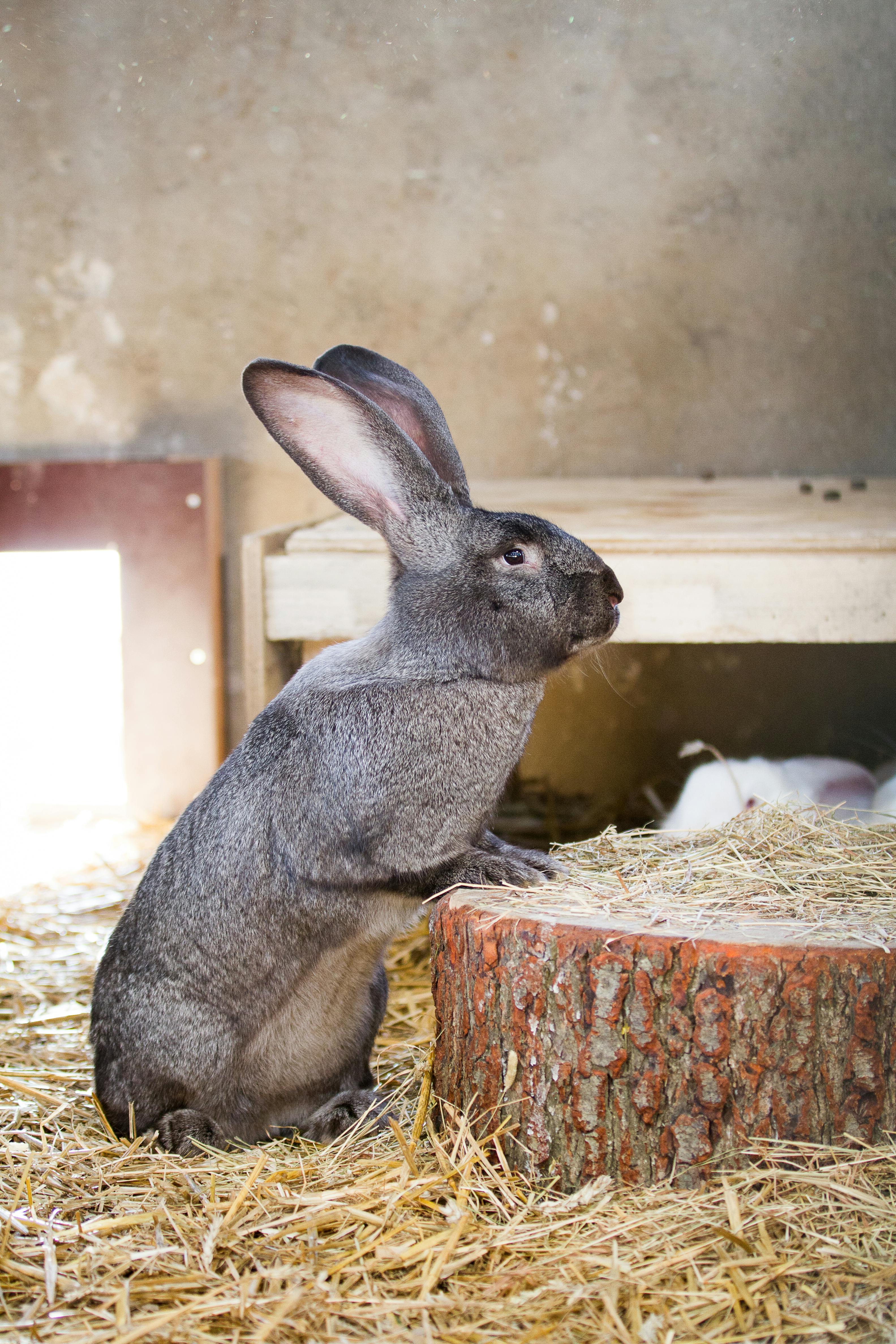 Rabbit Hay Feeder