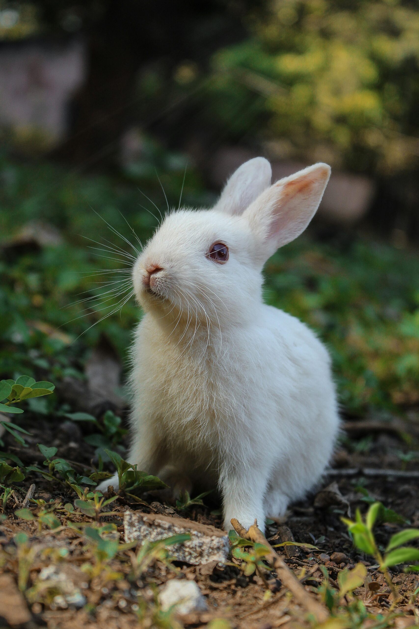 Top 5 Practical Reasons to Get Excited About Peter Rabbit 3 in 2025!