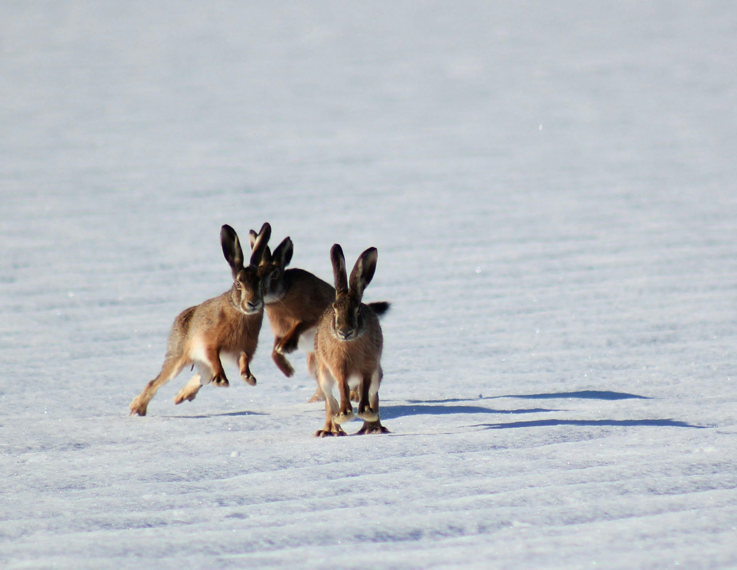 Effective Ways to Understand Wild Rabbit Poop: Discover Essential Insights for 2025