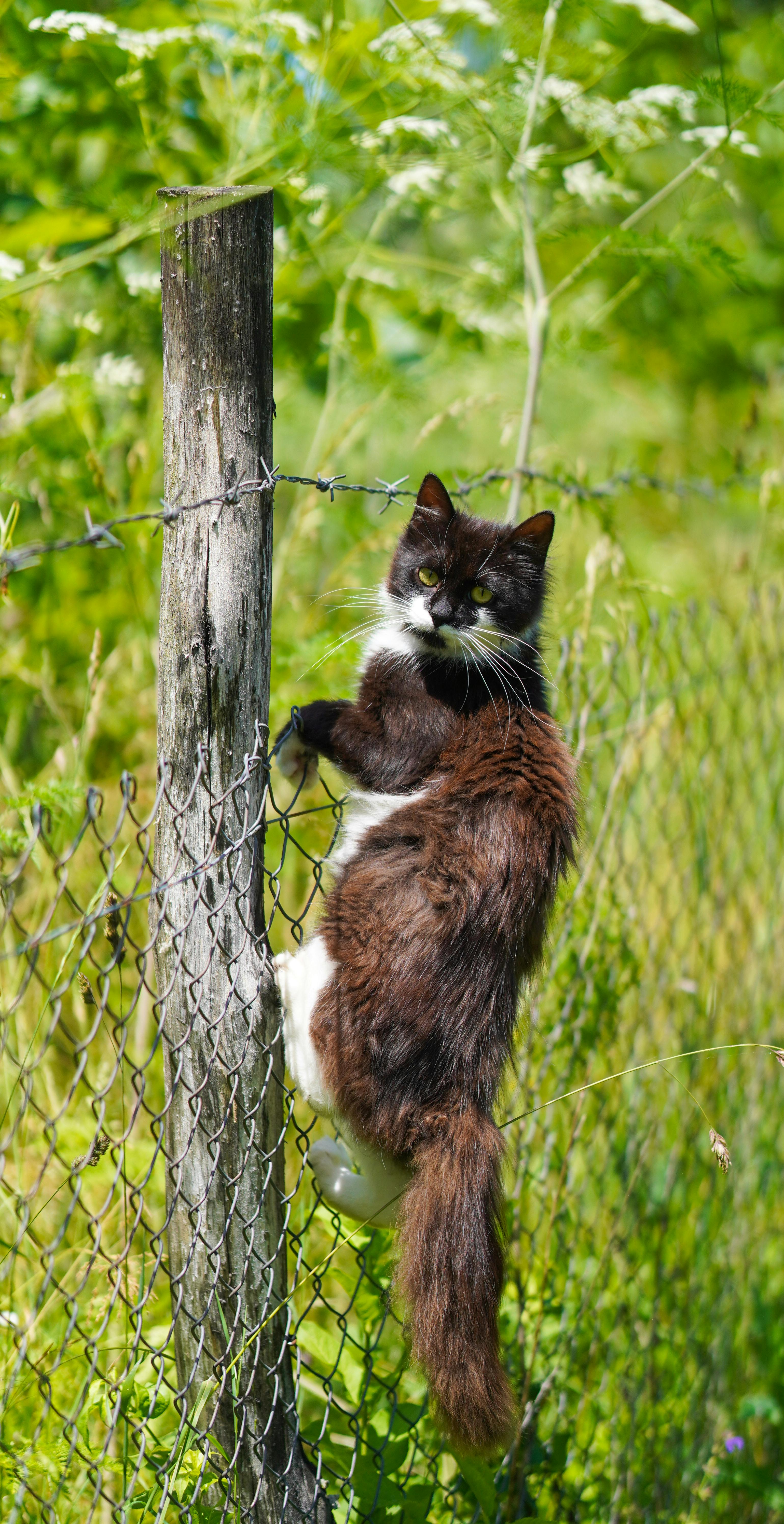 Rabbit Proof Fencing Solutions