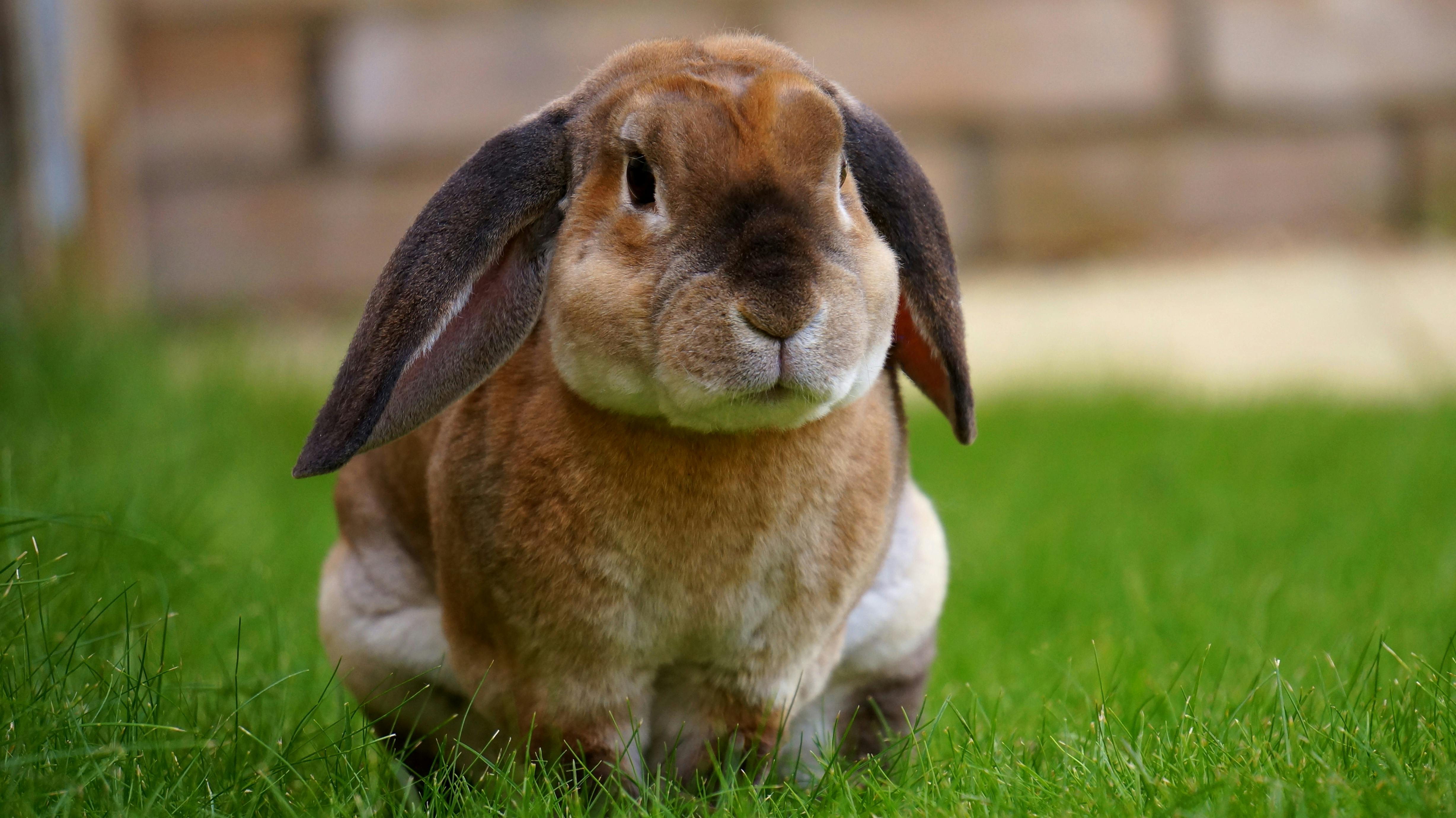 Rabbit Neutering Services