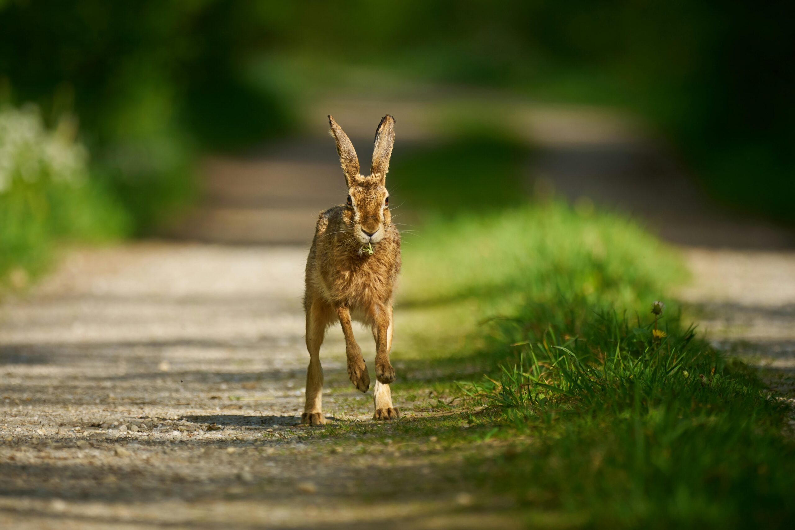 Smart Ways to Understand Jack Rabbits vs Hares: Essential Insights for 2025