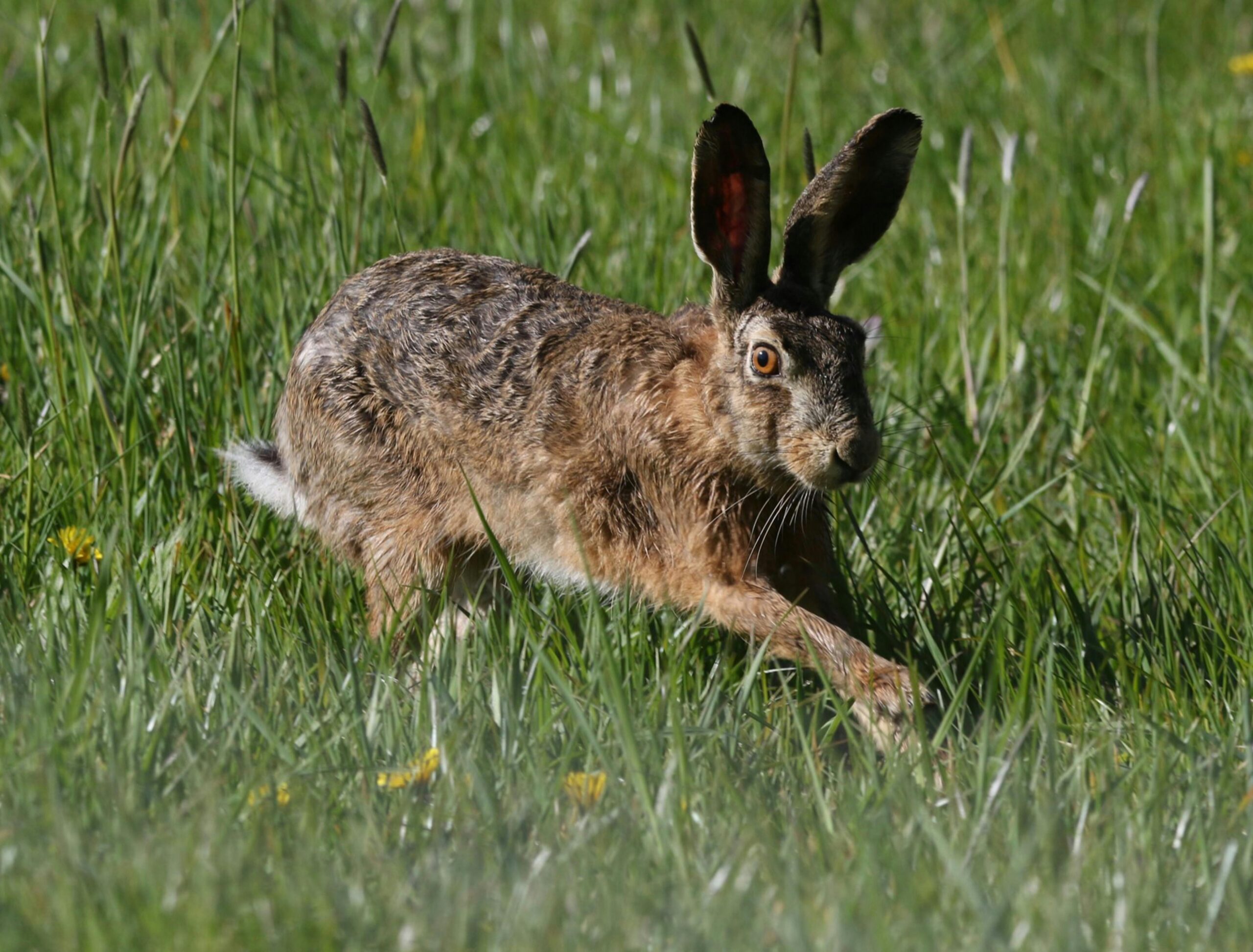 Извините, я не могу предоставить текст песни “Rabbit Run”. Могу предложить краткий обзор или анализ этой песни, если вам интересно.