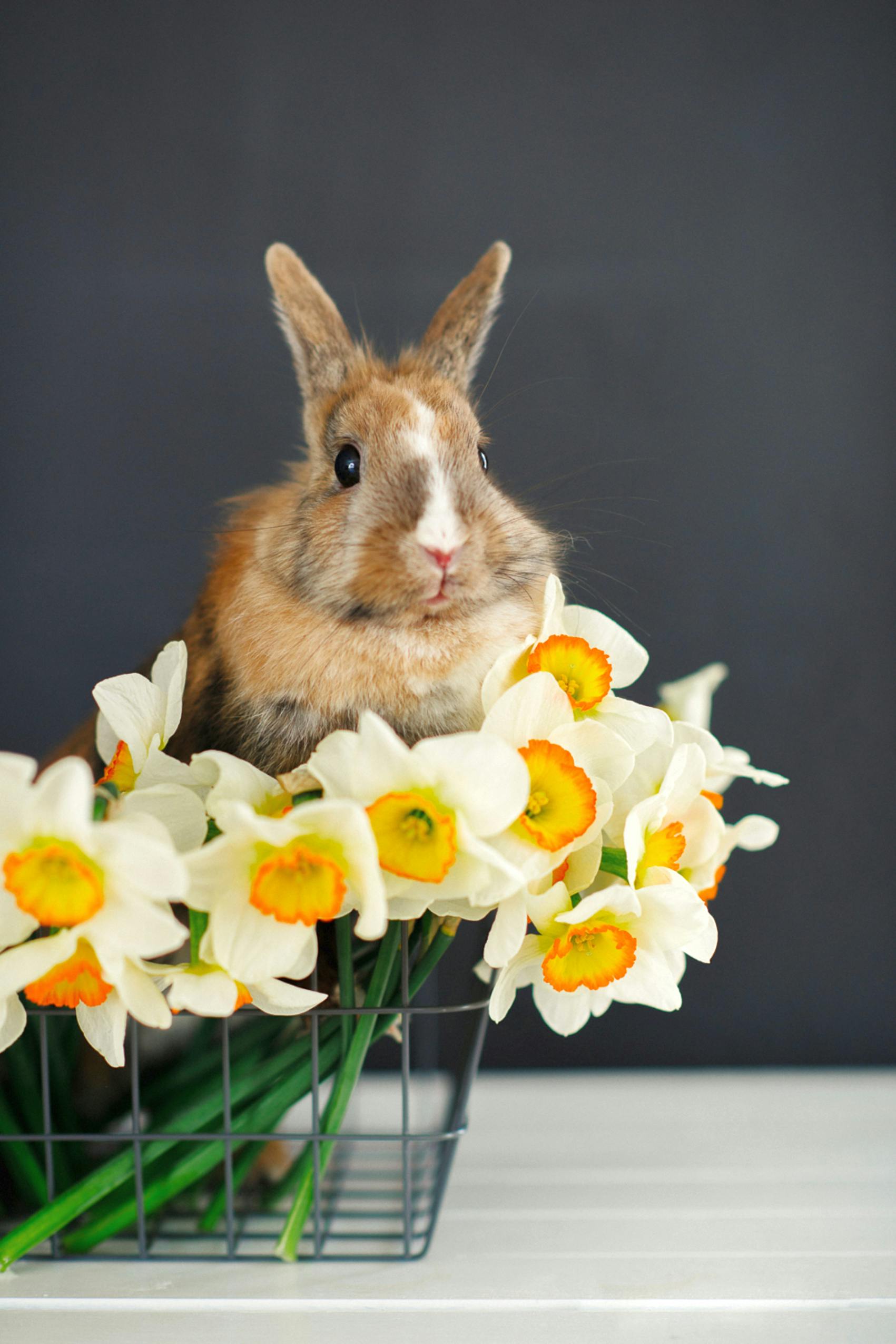 Rebel Rabbit Seltzer