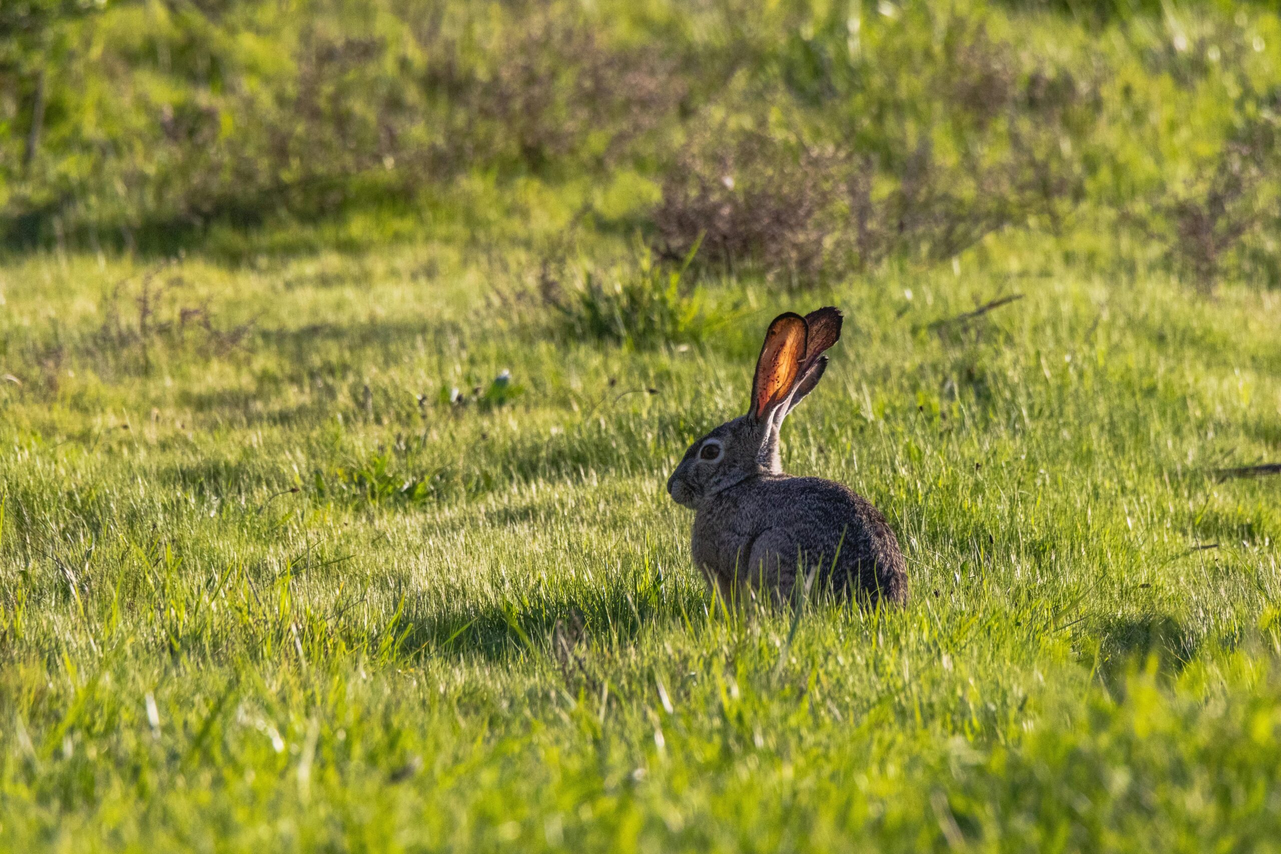 Top 5 Factors Affecting Flemish Giant Rabbit Price in 2025 – Learn More Today