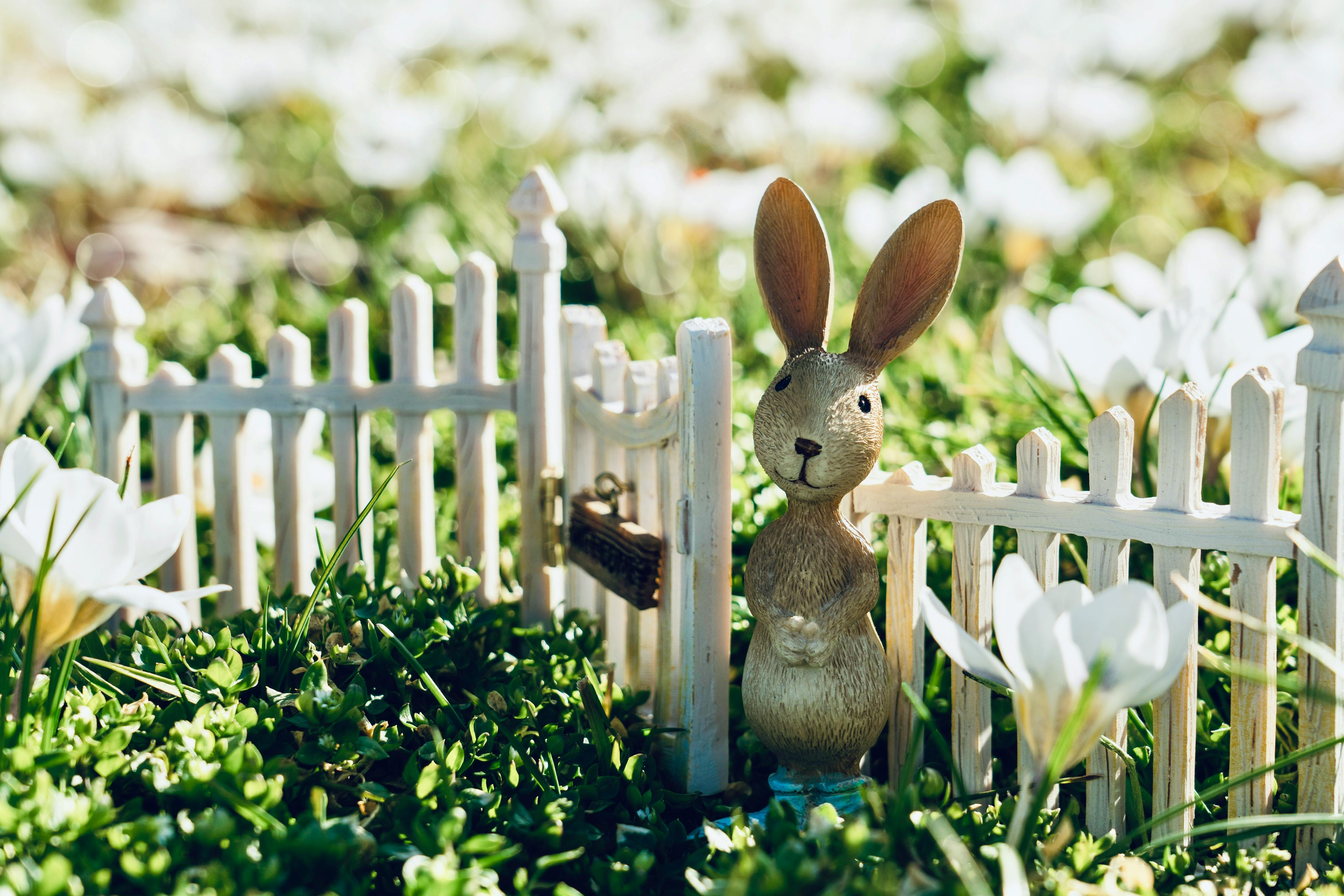 Rabbit Chew Toys