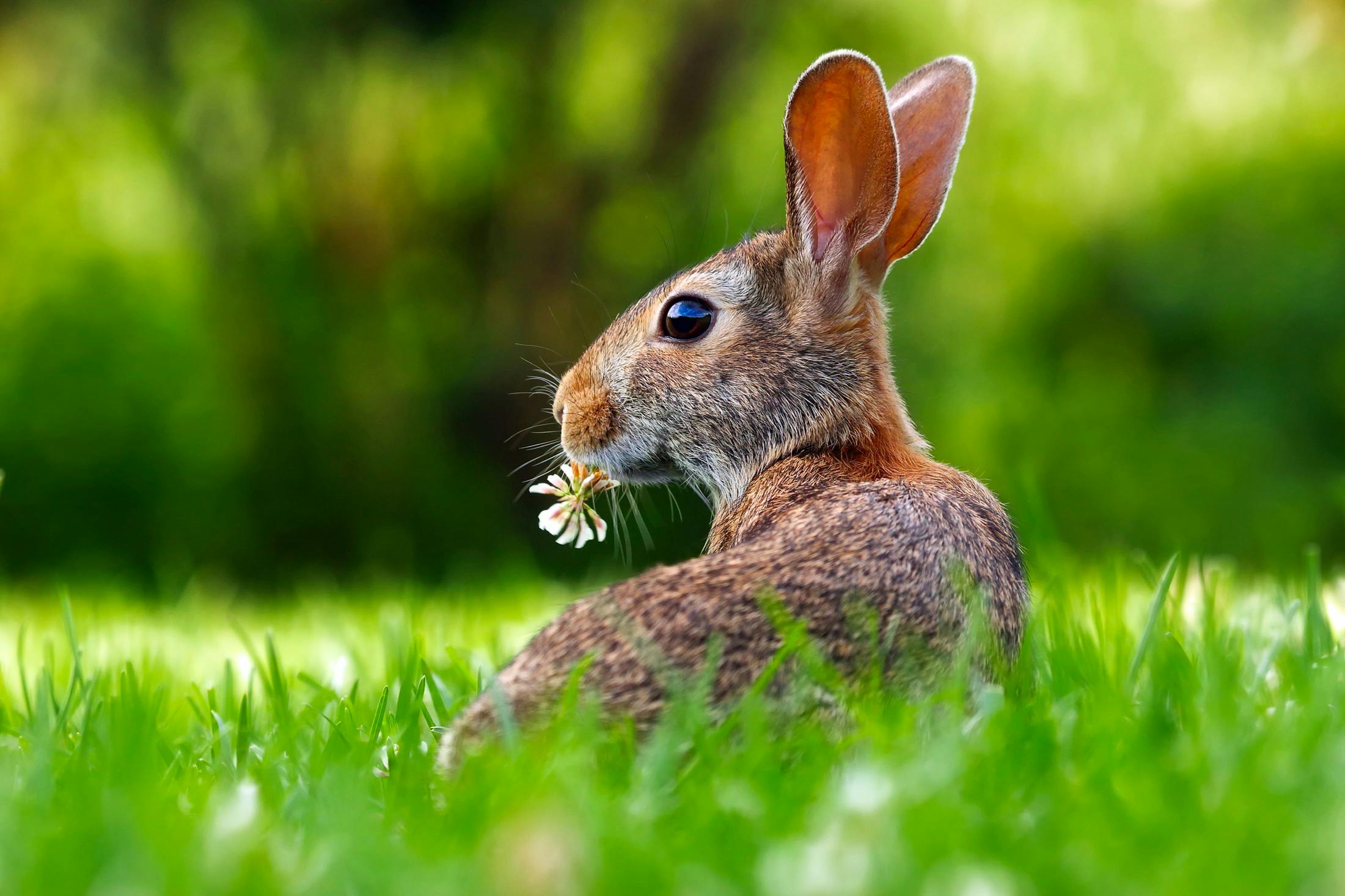 Top 5 Small Rabbit Breeds for 2025: Discover the Best Pets for Your Home!