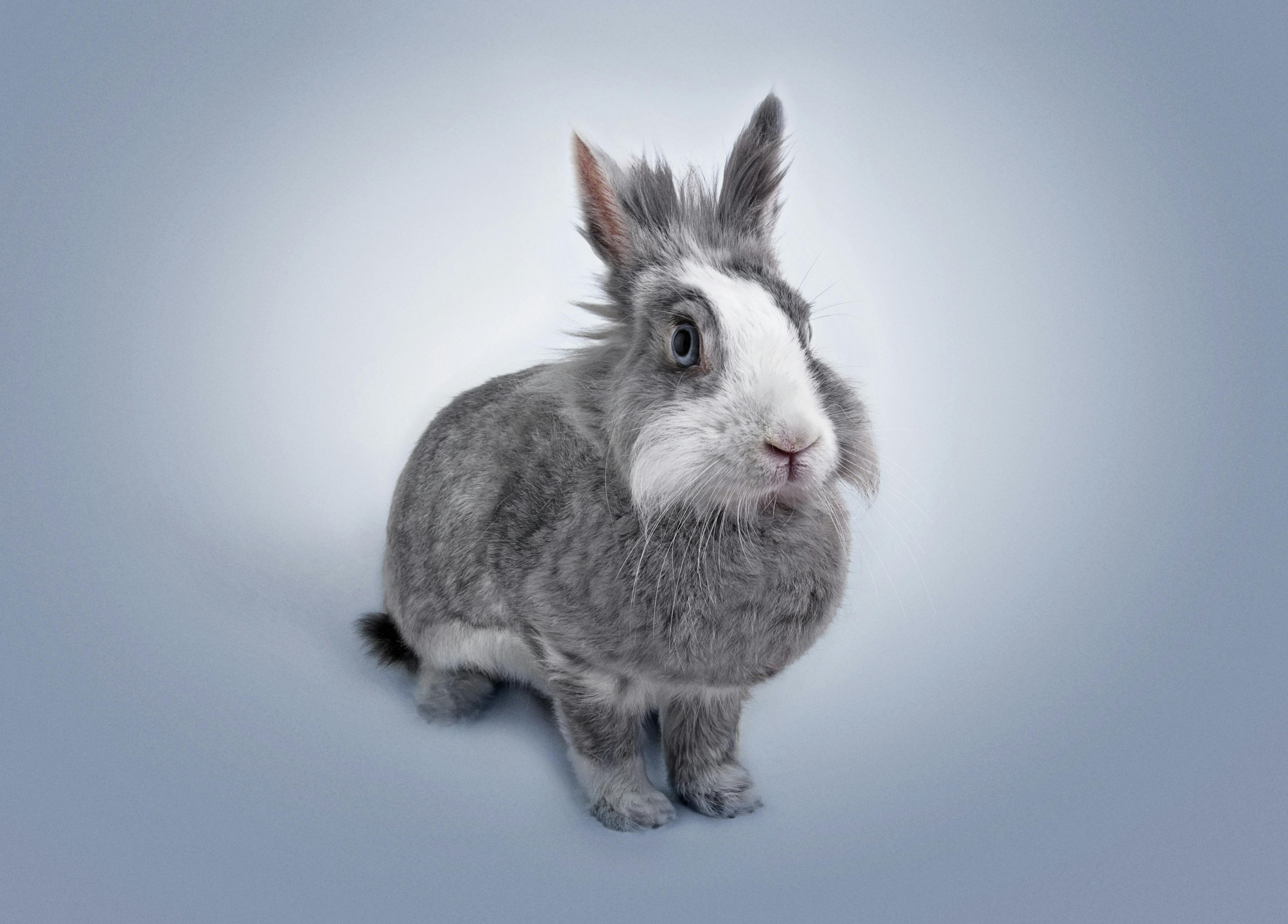 Small rabbit breeds overview